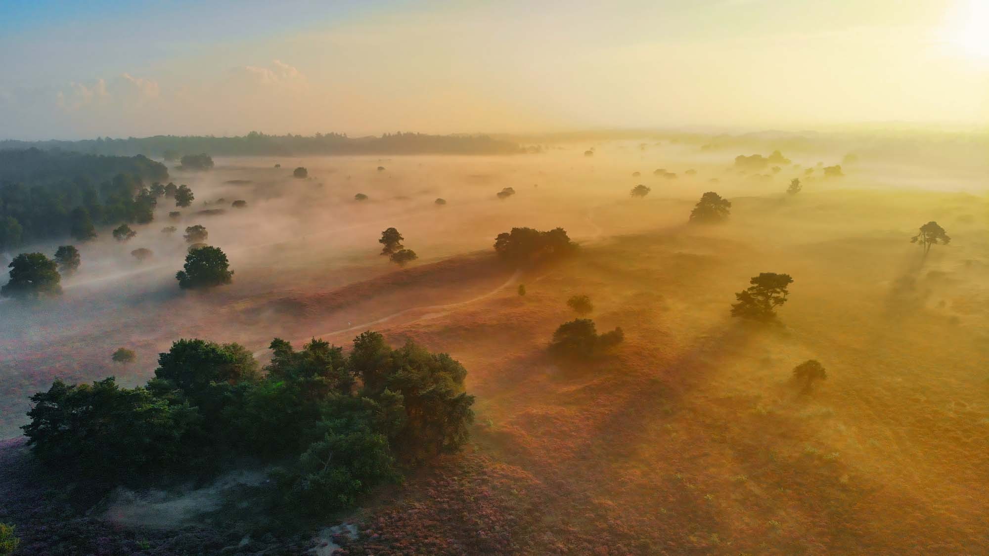 Ochtendmist veluwe