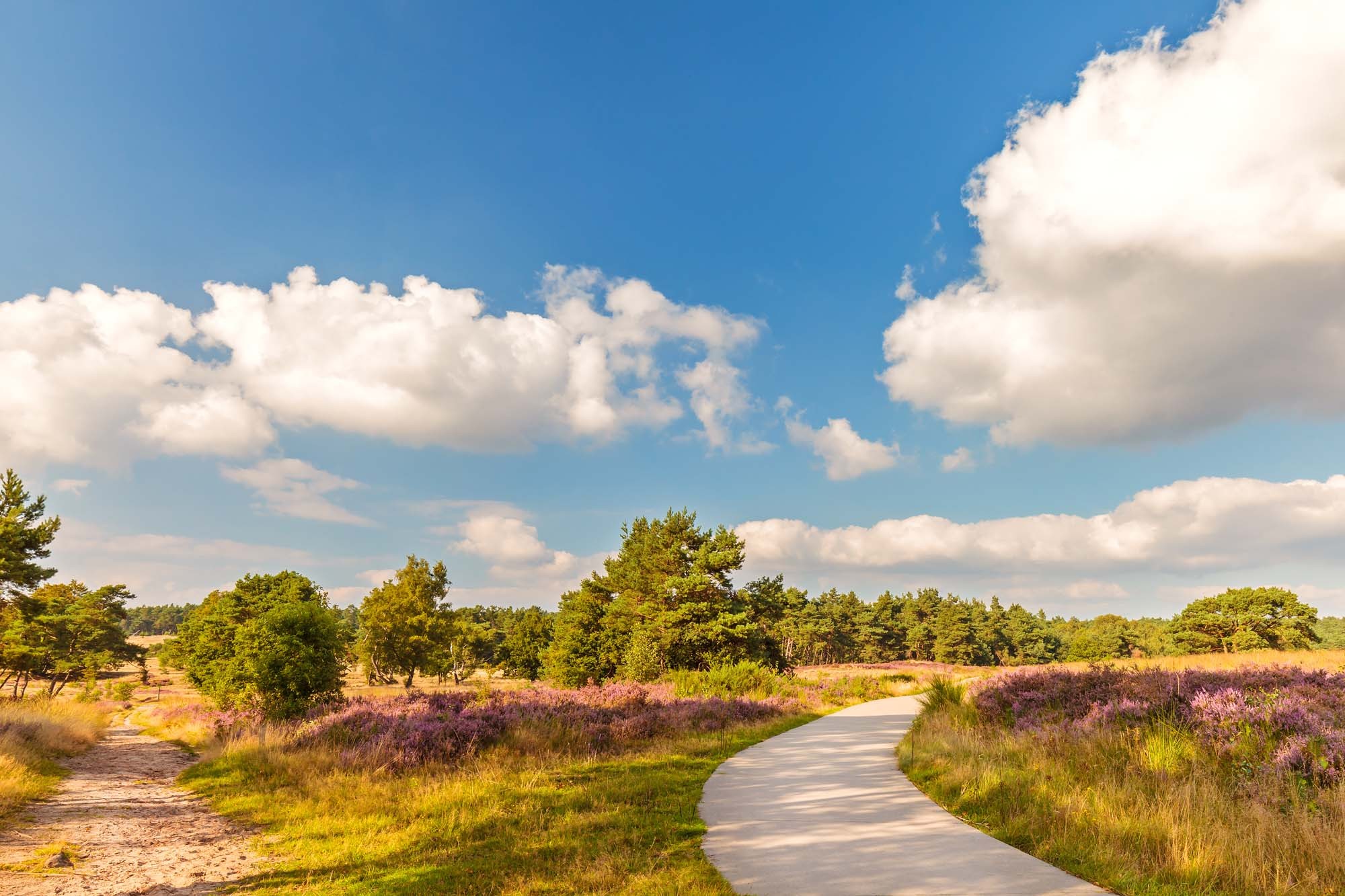 Vergezicht veluwe